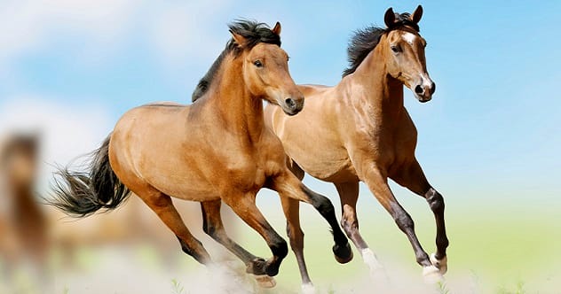 A horse in a field