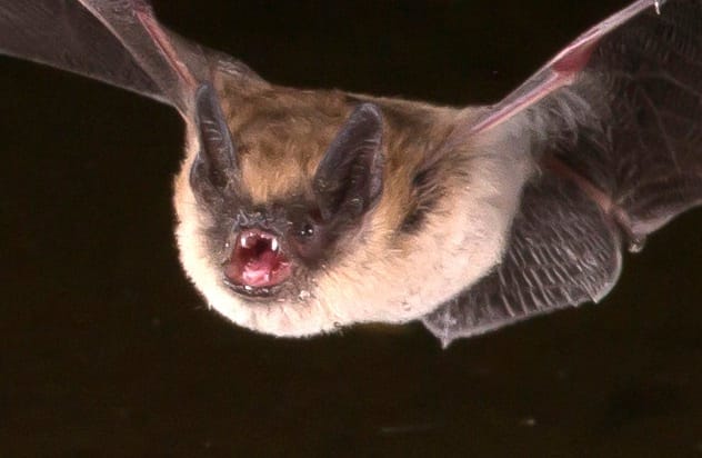 Bat
