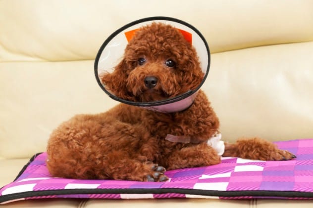 Student wearing a cone of shame
