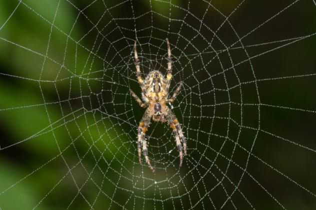 Spider Web