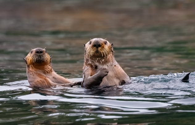 Sea otters holding hands