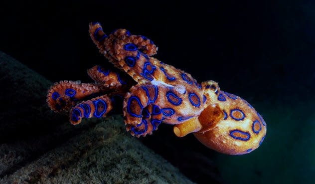 Blue-Ringed Octopus