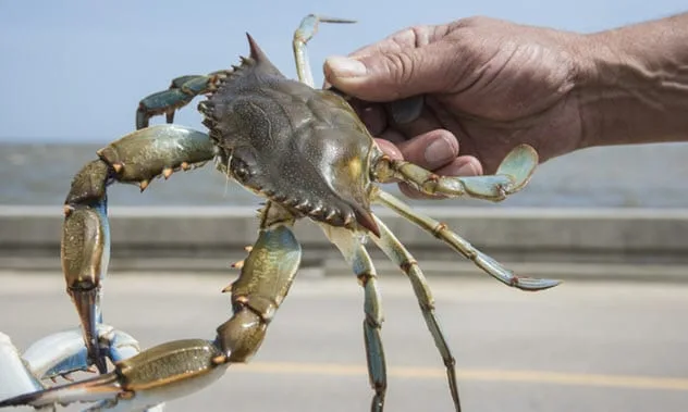 Person appearing to walk a crab on a leash on a sandy beach, illustrating Spanish lockdown creativity