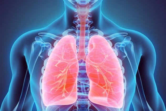 Human lungs close up