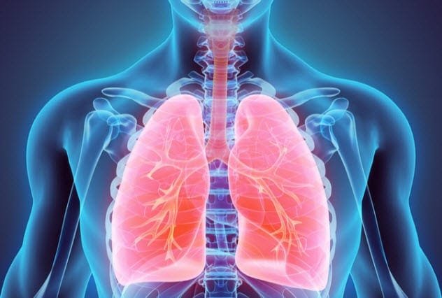 lungs