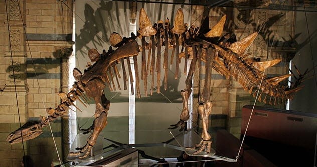 Tuojiangosaurus dinosaur