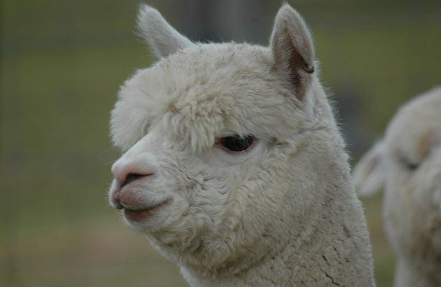 An alpaca in a field