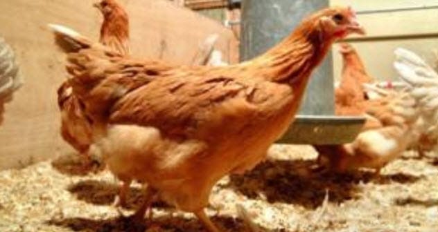 Flannery O'Connor's backward-walking chicken