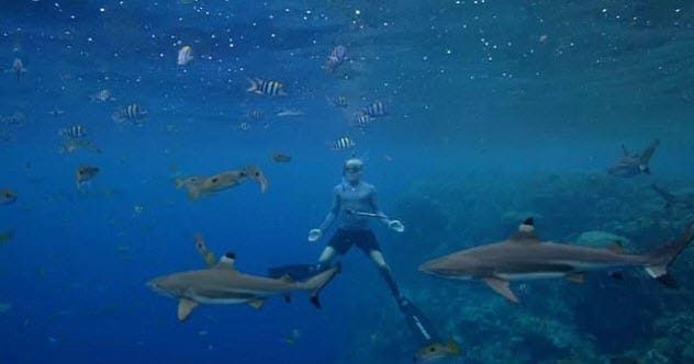 Divers in a cage watching a great white shark