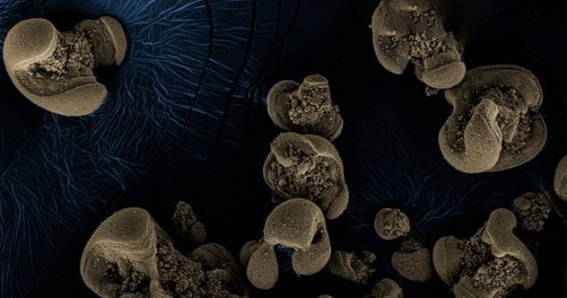 Nodules of manganese oxide