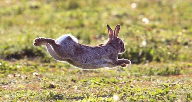 Rabbit