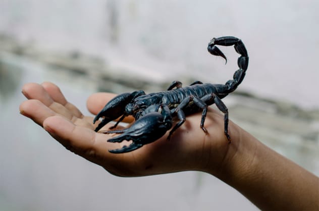 Scorpion