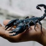 Tiny Terrors: 10 Deadly Small Creatures Ranked