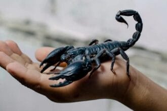 Tiny Terrors: 10 Deadly Small Creatures Ranked