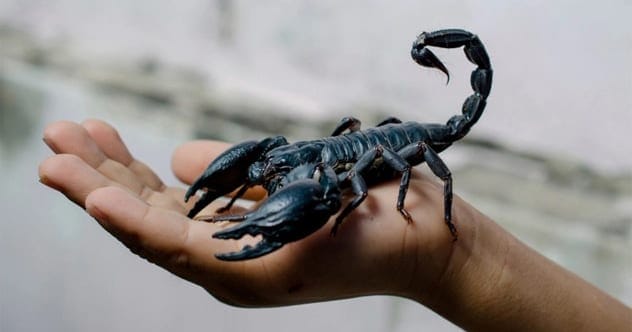 Tiny Terrors: 10 Deadly Small Creatures Ranked