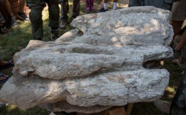 A large fossilized whale skull partially encased in rock