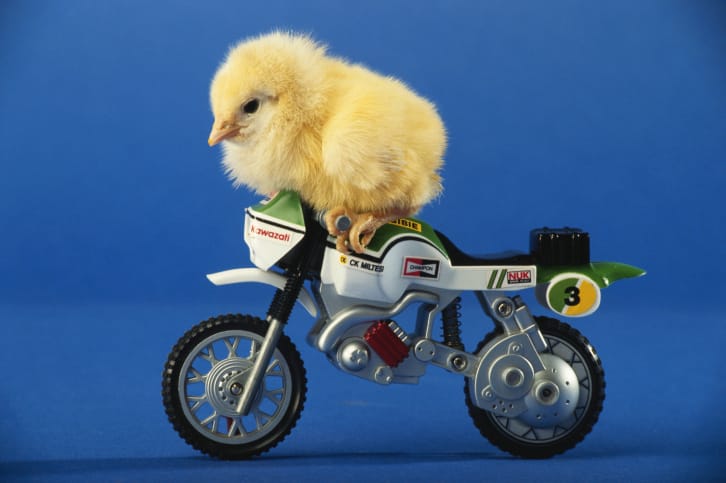A flock of chickens in a farmyard
