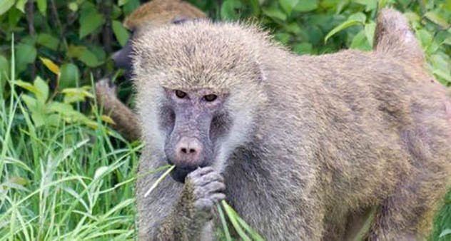 Australopithecus Bahrelghazali