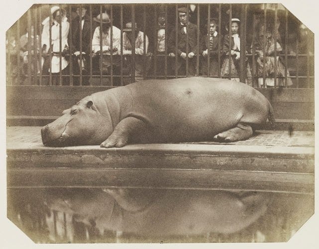 Obaysch, the first hippo in Victorian Britain