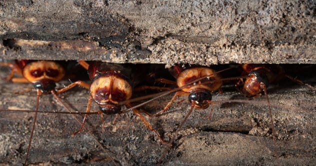 A group of cockroaches