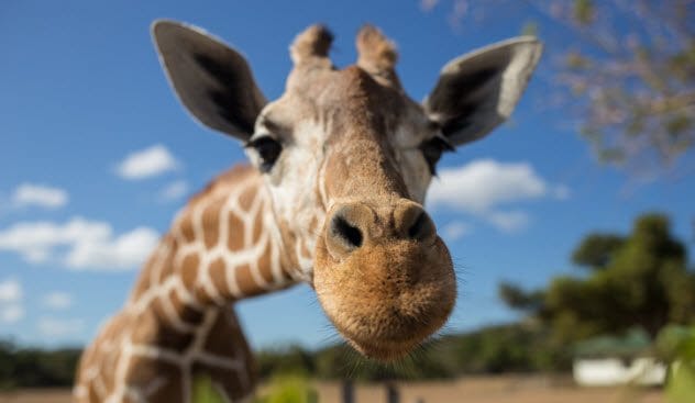 A Giraffe as a concept to the letter G and J