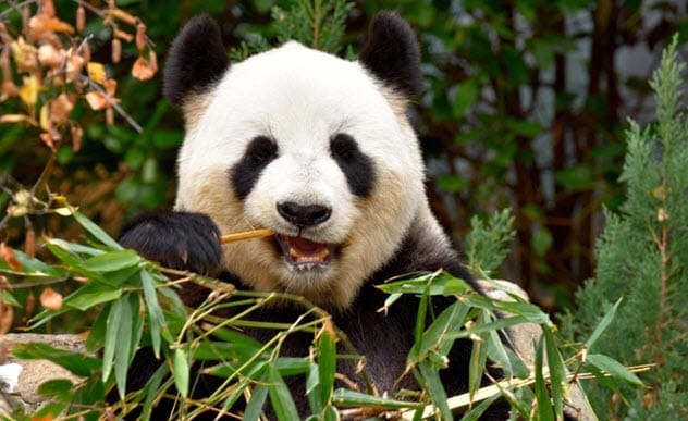 Panda eating bamboo