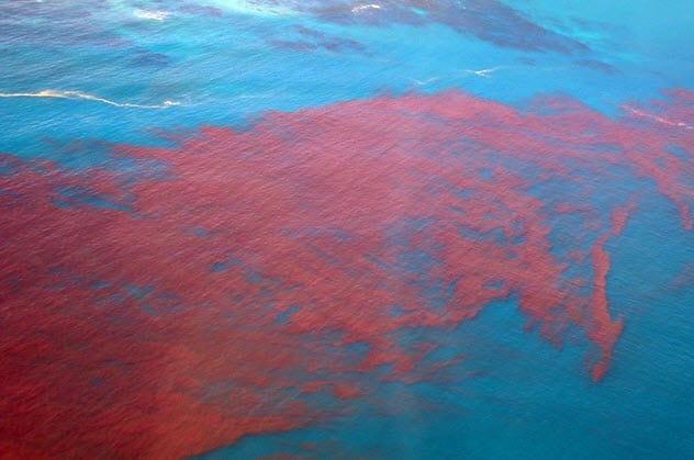 Bloomin’ Algae