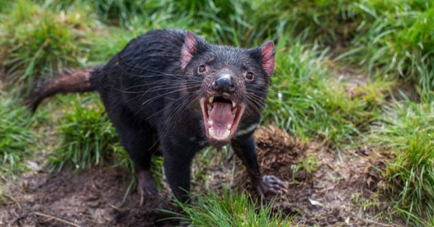 Tasmanian devil