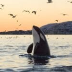 15 Amazing Animal Facts That Will Blow Your Mind