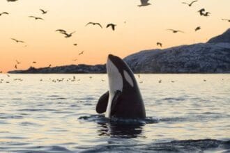 15 Amazing Animal Facts That Will Blow Your Mind