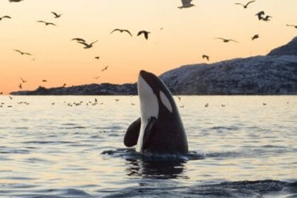 15 Amazing Animal Facts That Will Blow Your Mind