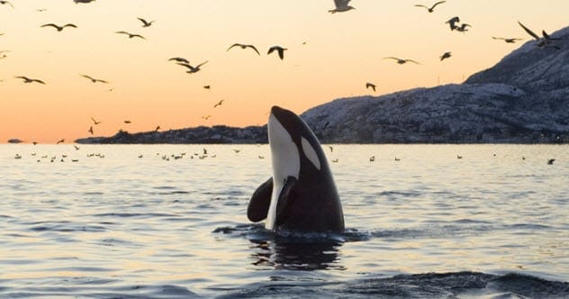 15 Amazing Animal Facts That Will Blow Your Mind