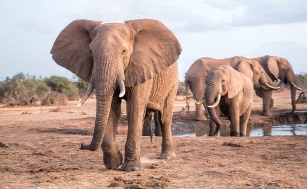 Elephants walking in a field