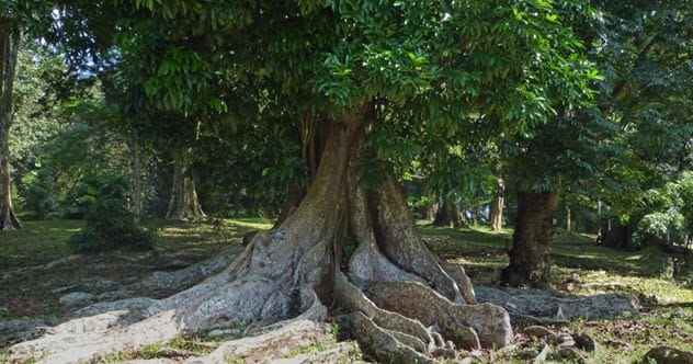 Mora excelsa tree