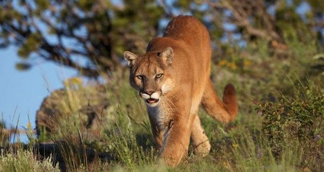 Cougars surrounding a car