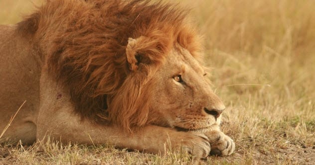 Princess Vilma Lwoff-Parlaghy's lion Goldfleck