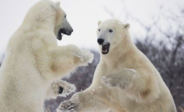 Polar Bear Killings