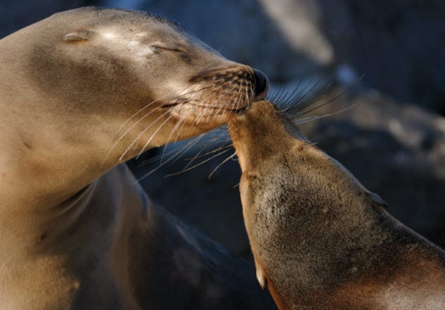 Sea lions enjoying a quieter environment