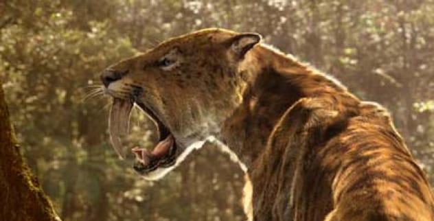 11 Amazing Saberteeth Creatures: Nature's Deadliest Jaws