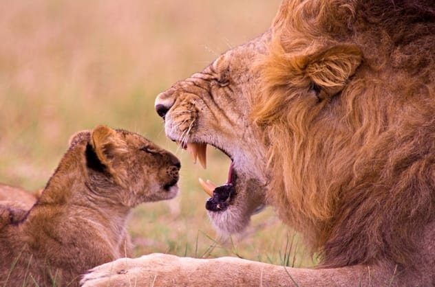 Lions