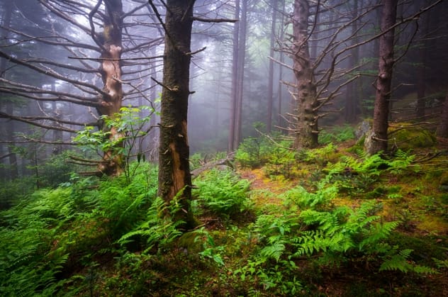 Cleaner air and a healthier environment
