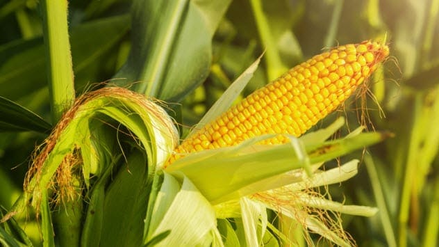 Corn Field