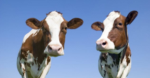 Heat-resilient cows
