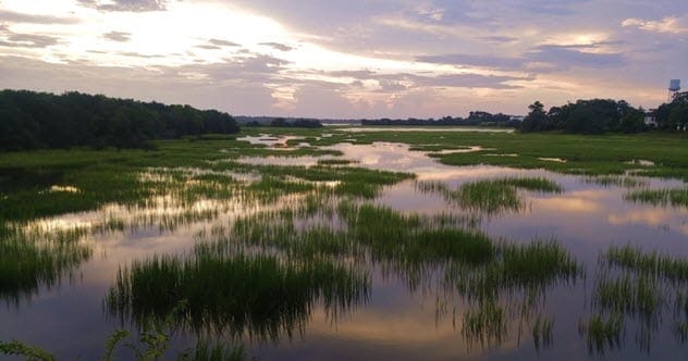 A swampy marsh area