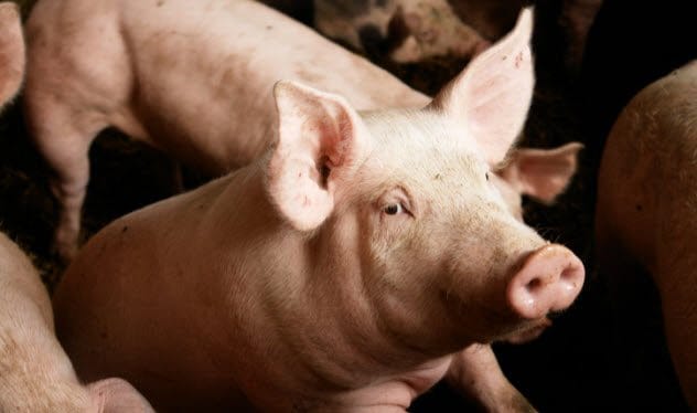Pigs in a pen, relevant to bionic patch research