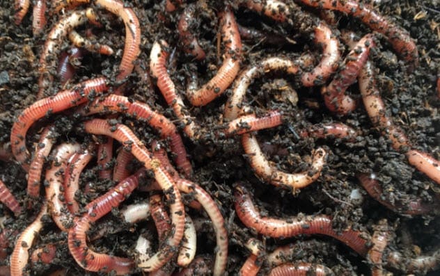 Worms in soil