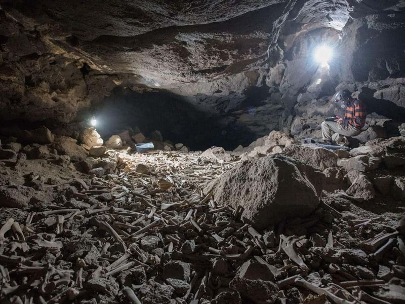 Cave floor in Saudi Arabia densely covered with thousands of animal and human bones