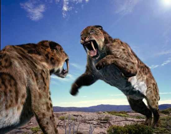 The mighty Smilodon, a famous sabertooth tiger
