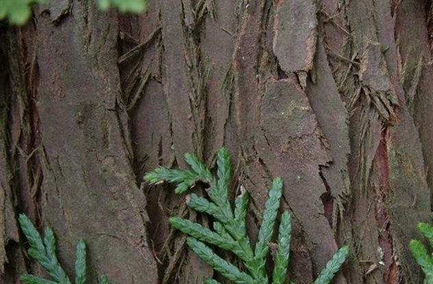 Cedar bark as menstrual pads