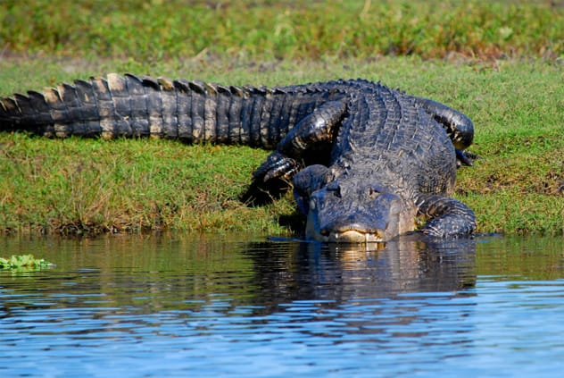 Alligator on a doorstep